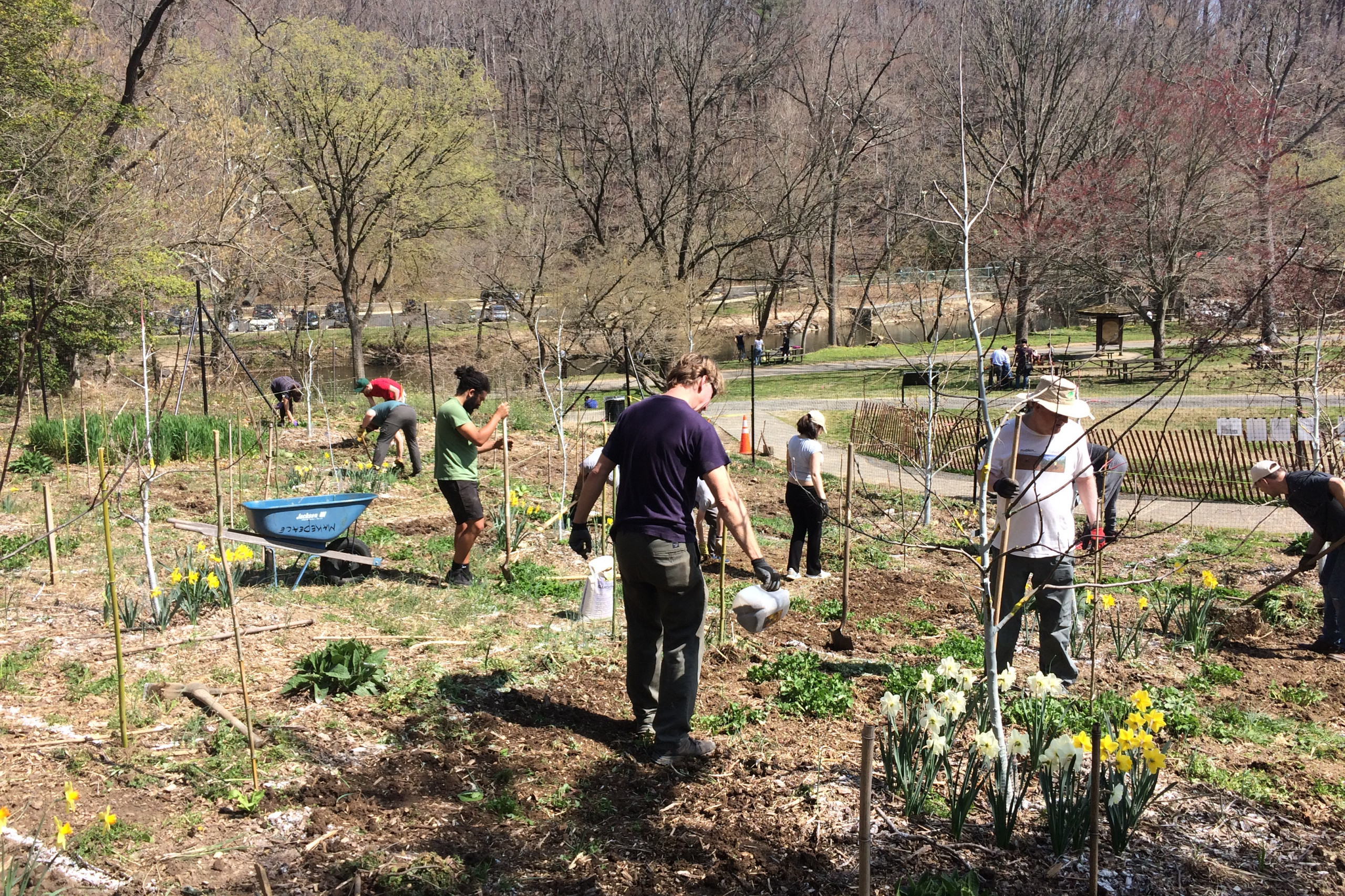 Volunteers working at Peirce Mill orchard.