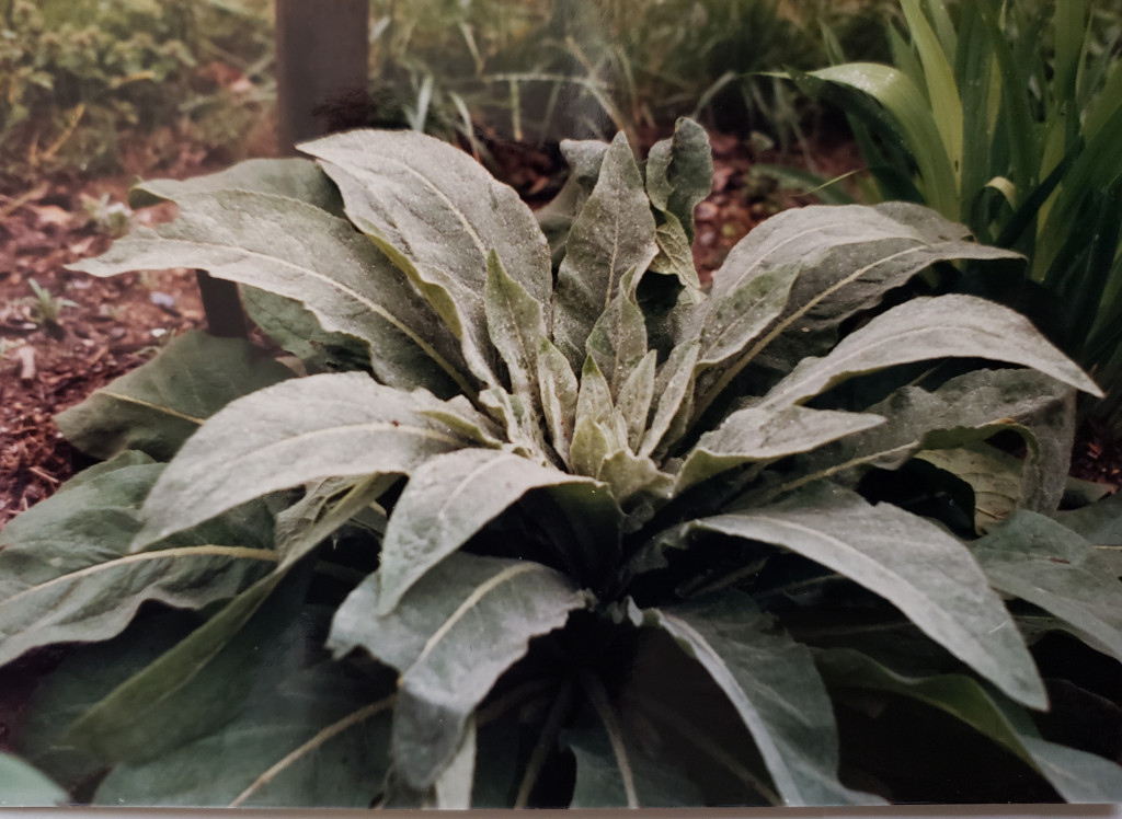 Close-up photo of velvety-leaved mullein plant.