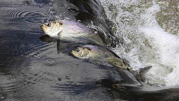 Photo of two silver-colored fish swimming upstream.