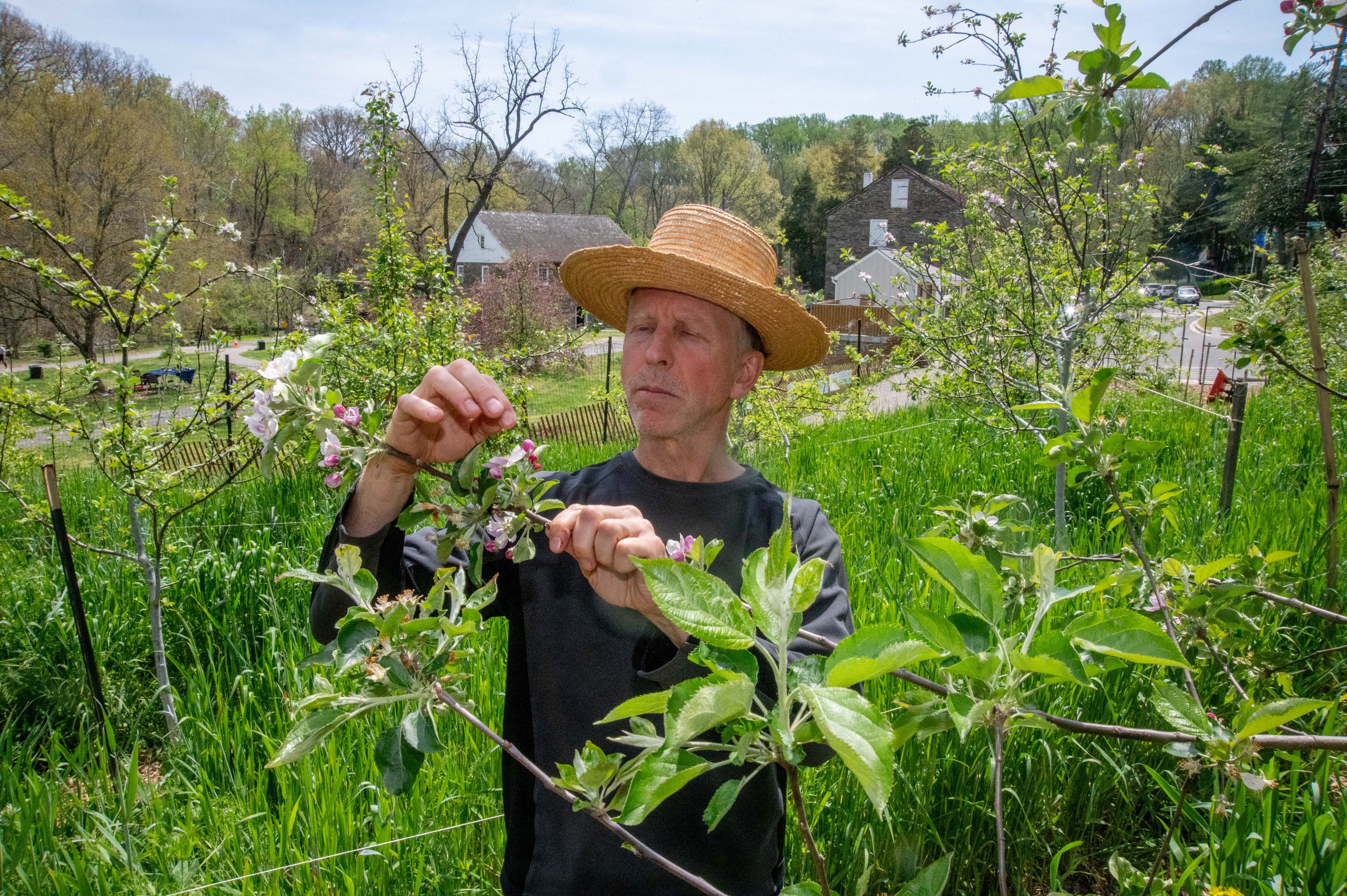 A man in a straw hat examines an apple tree in springtime