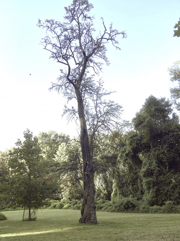 Photograph of a very tall, thin, old pear tree.