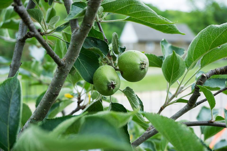 Tiny green apples on an apple tree.