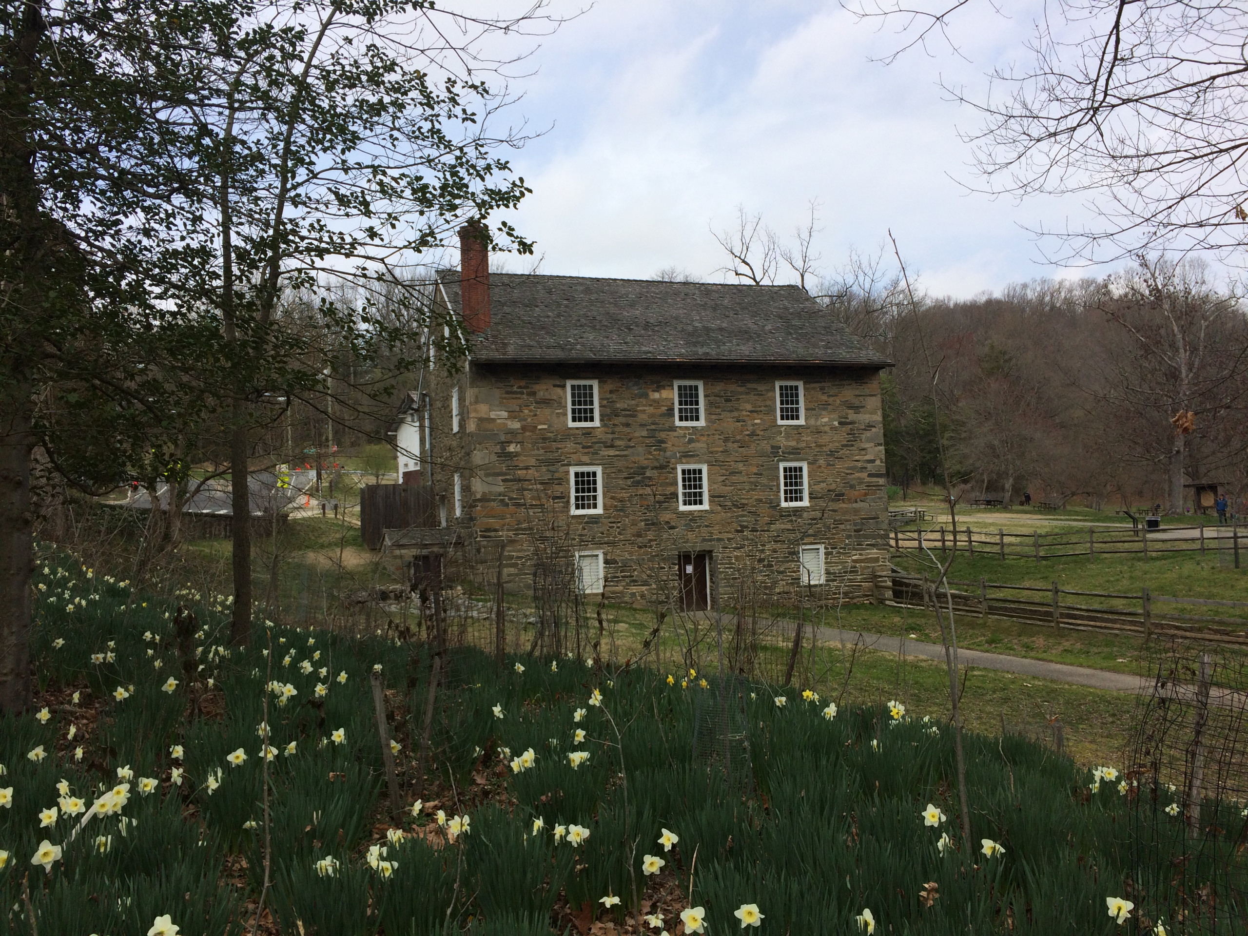 Photograph of mill with daffodils in foreground