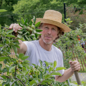 Man in a straw hat looks at a small apple in an orchard